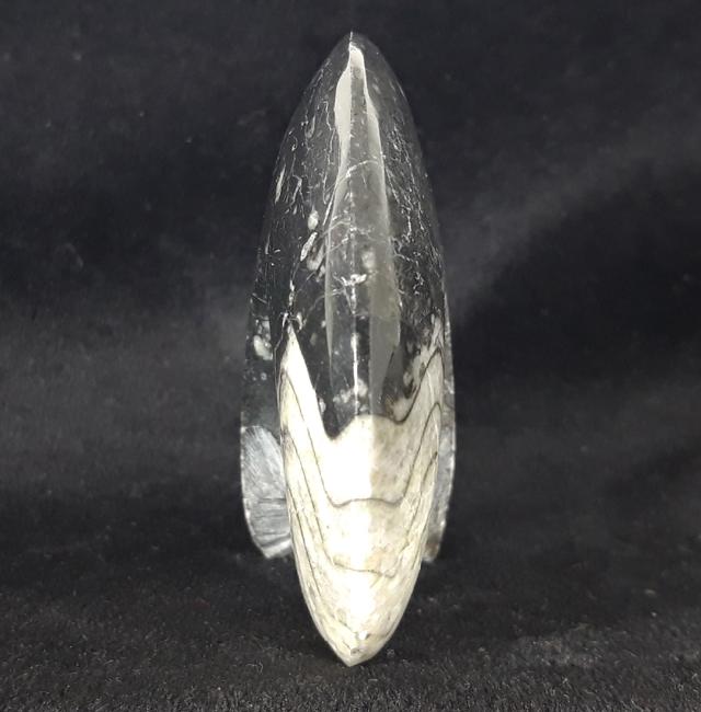 Manticoceras sp. HYATT 1884 - Bild &copy; FossNet FossilienStore